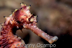 Seahorse profile.  Taken in the Basura dive site in Mabin... by Danny Ocampo 